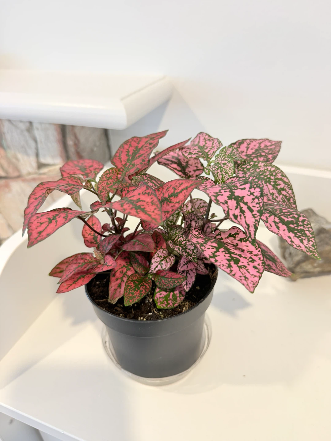 🌸Polka Dot Plant🌸 (Hypoestes phyllostachya) - photo 2