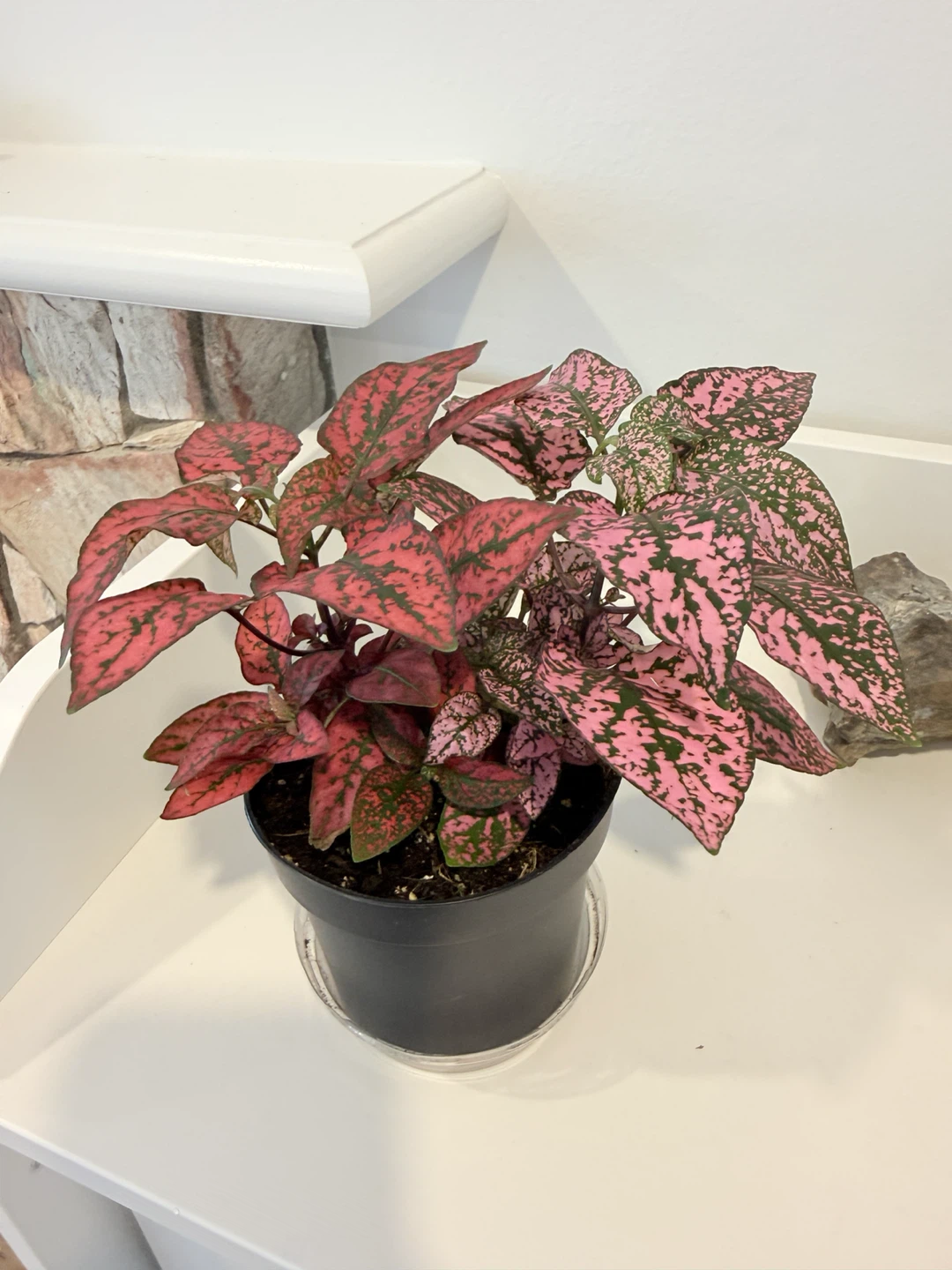🌸Polka Dot Plant🌸 (Hypoestes phyllostachya) - photo 3