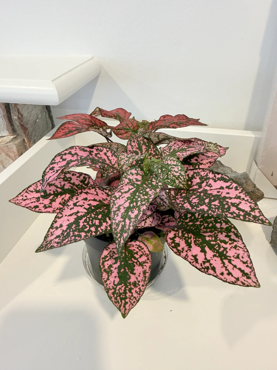 🌸Polka Dot Plant🌸 (Hypoestes phyllostachya) - photo 4
