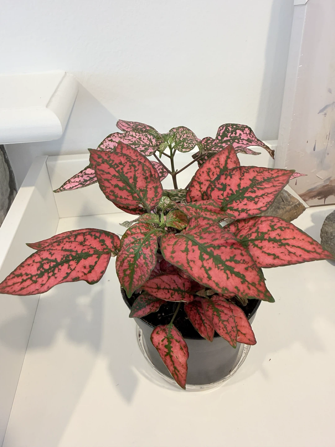 🌸Polka Dot Plant🌸 (Hypoestes phyllostachya) - photo 5
