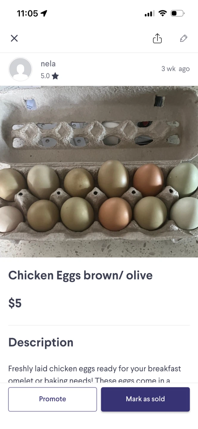 Chicken Eggs - Brown/Olive $5 dozen