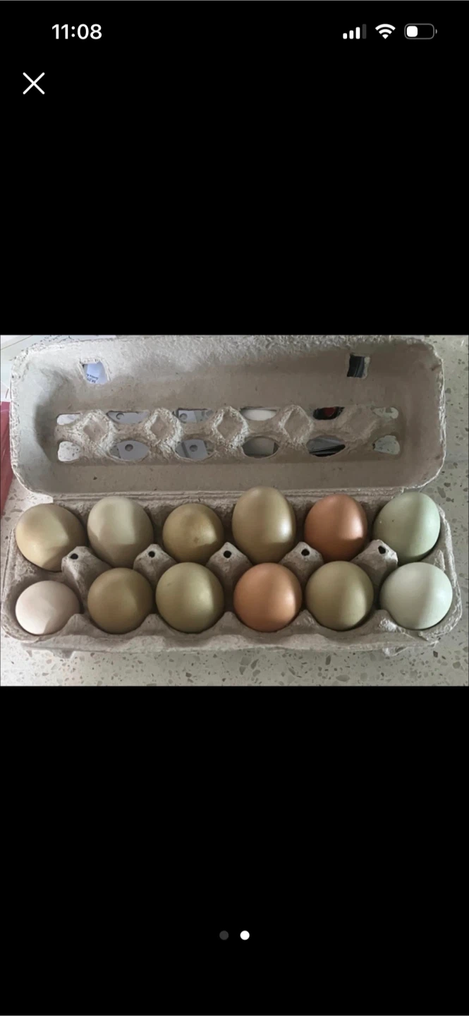 fertilizer chicken eggs Dozen - photo 2