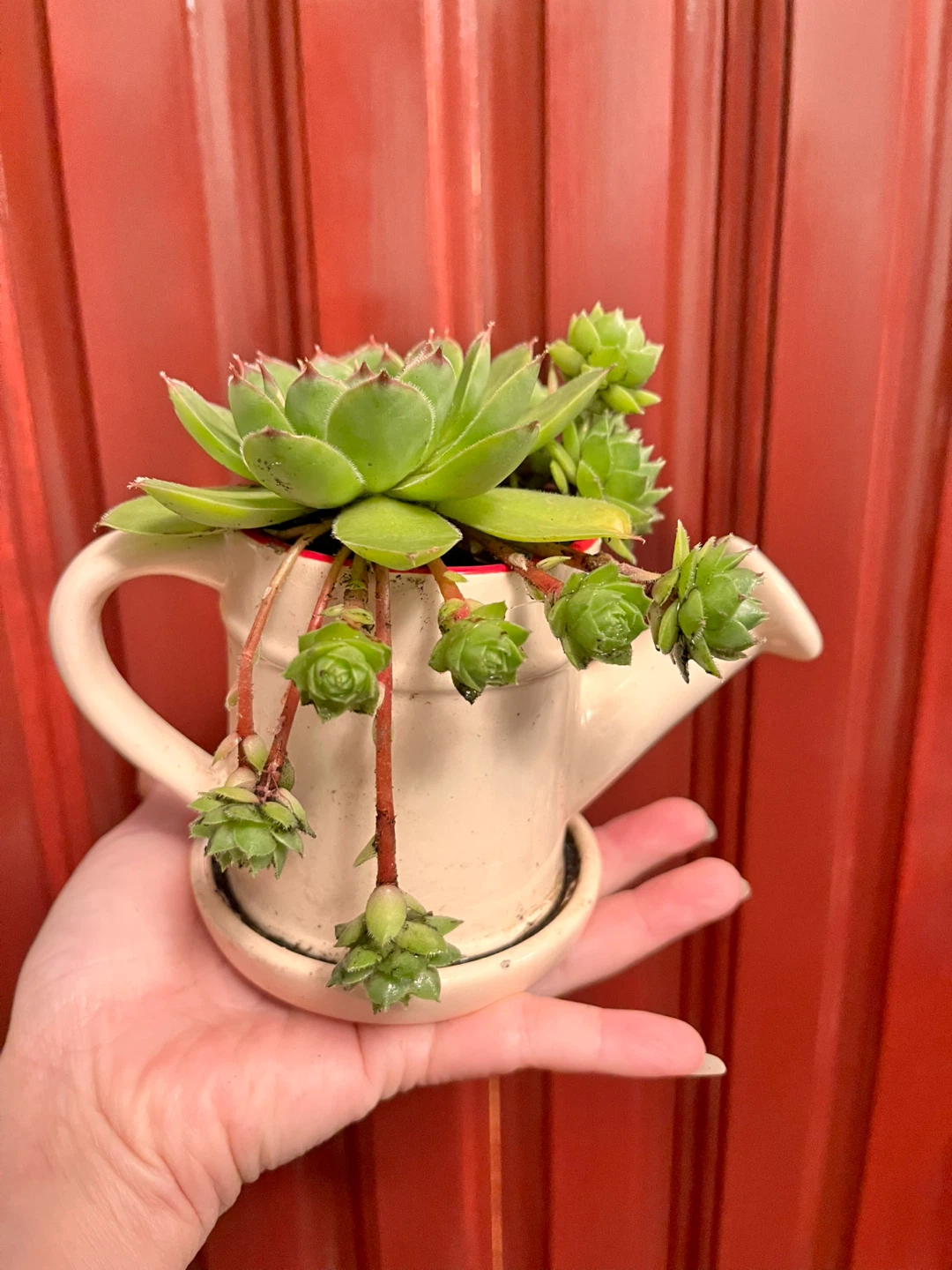 Succulent plant in a watering can pot - photo 2