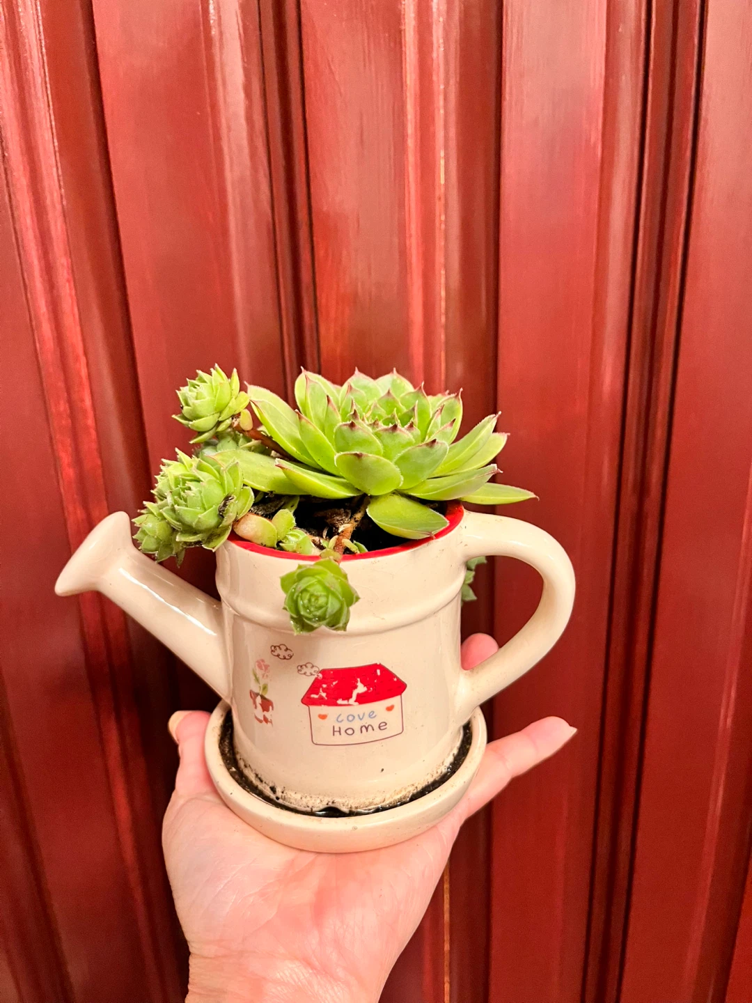 Succulent plant in a watering can pot
