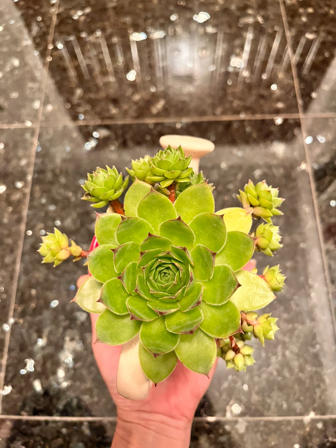 Succulent plant in a watering can pot - photo 3
