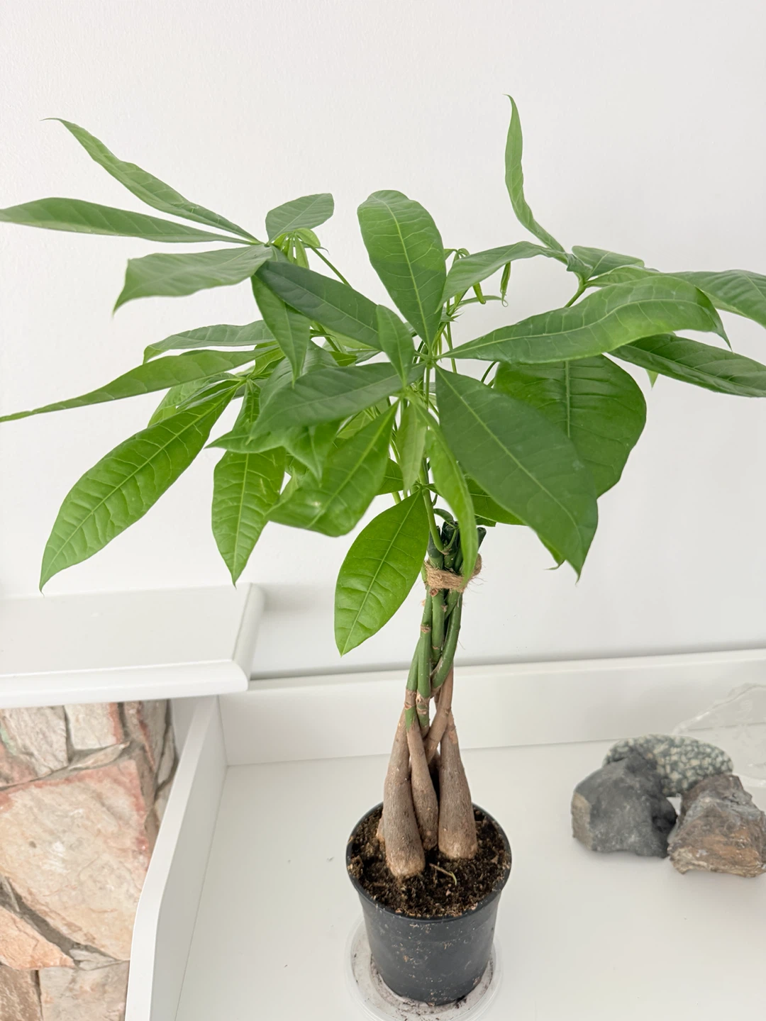Braided Lucky Money Tree New Growth! 🌴