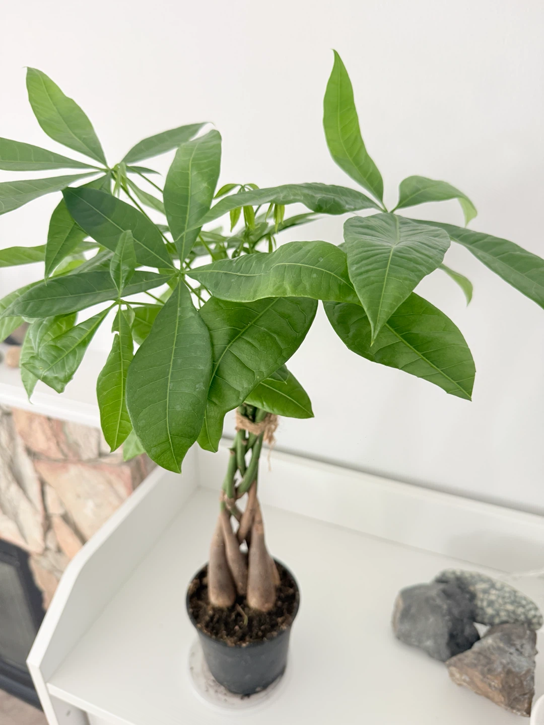 Braided Lucky Money Tree New Growth! 🌴 - photo 2