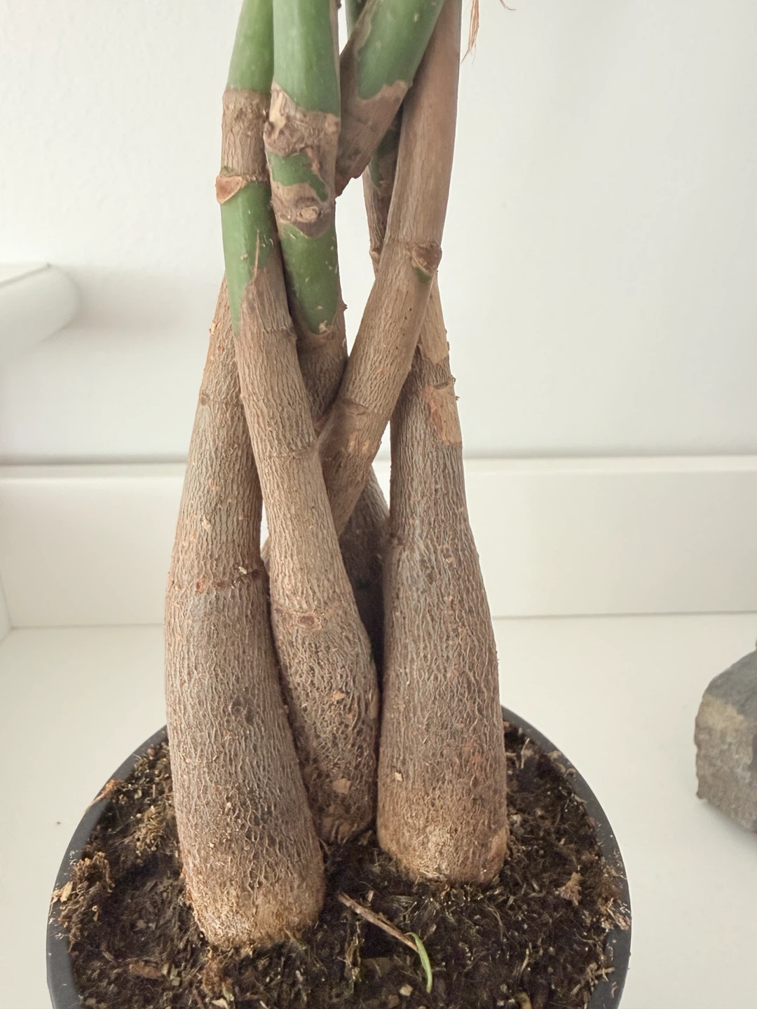 Braided Lucky Money Tree New Growth! 🌴 - photo 3