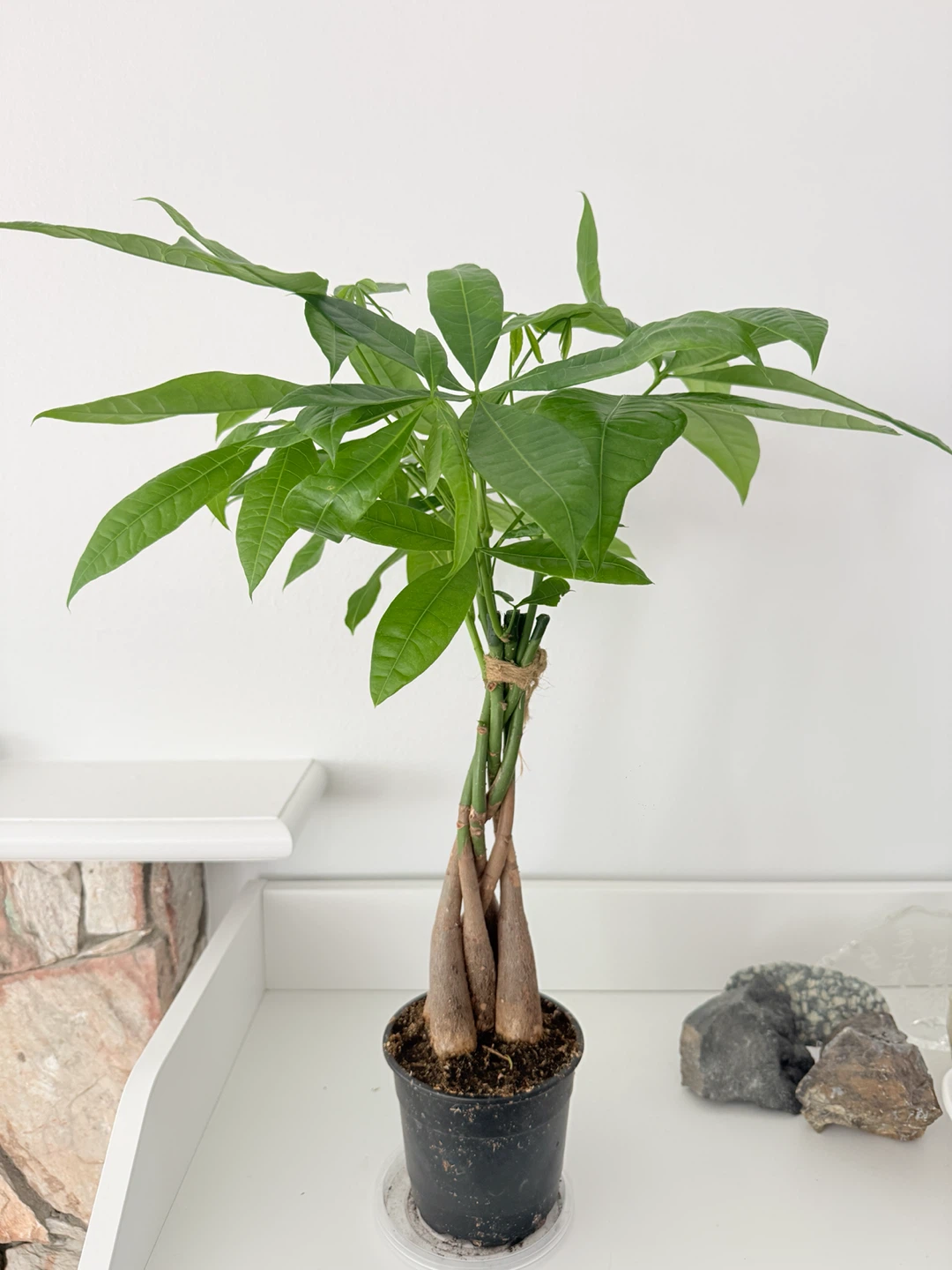 Braided Lucky Money Tree New Growth! 🌴 - photo 4