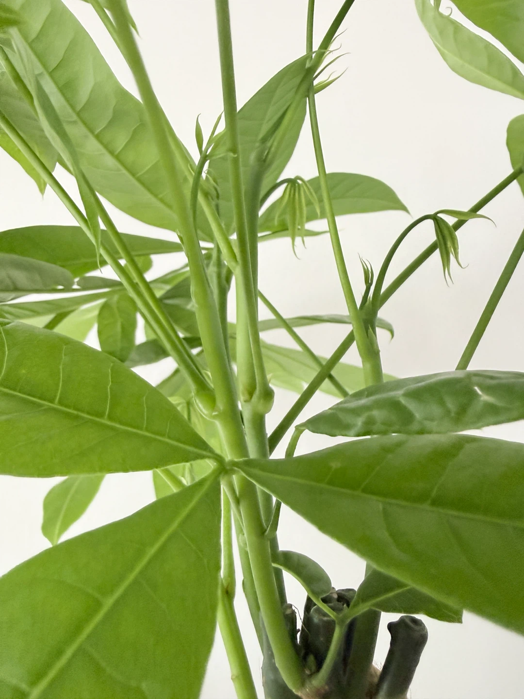 Braided Lucky Money Tree New Growth! 🌴 - photo 5