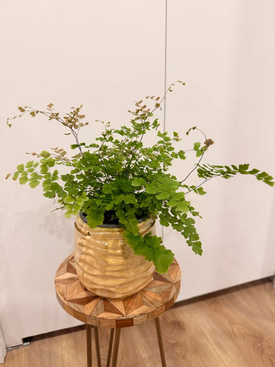 Rosy Maidenhair Fern🌸Pink New Growth | Healthy & Lush