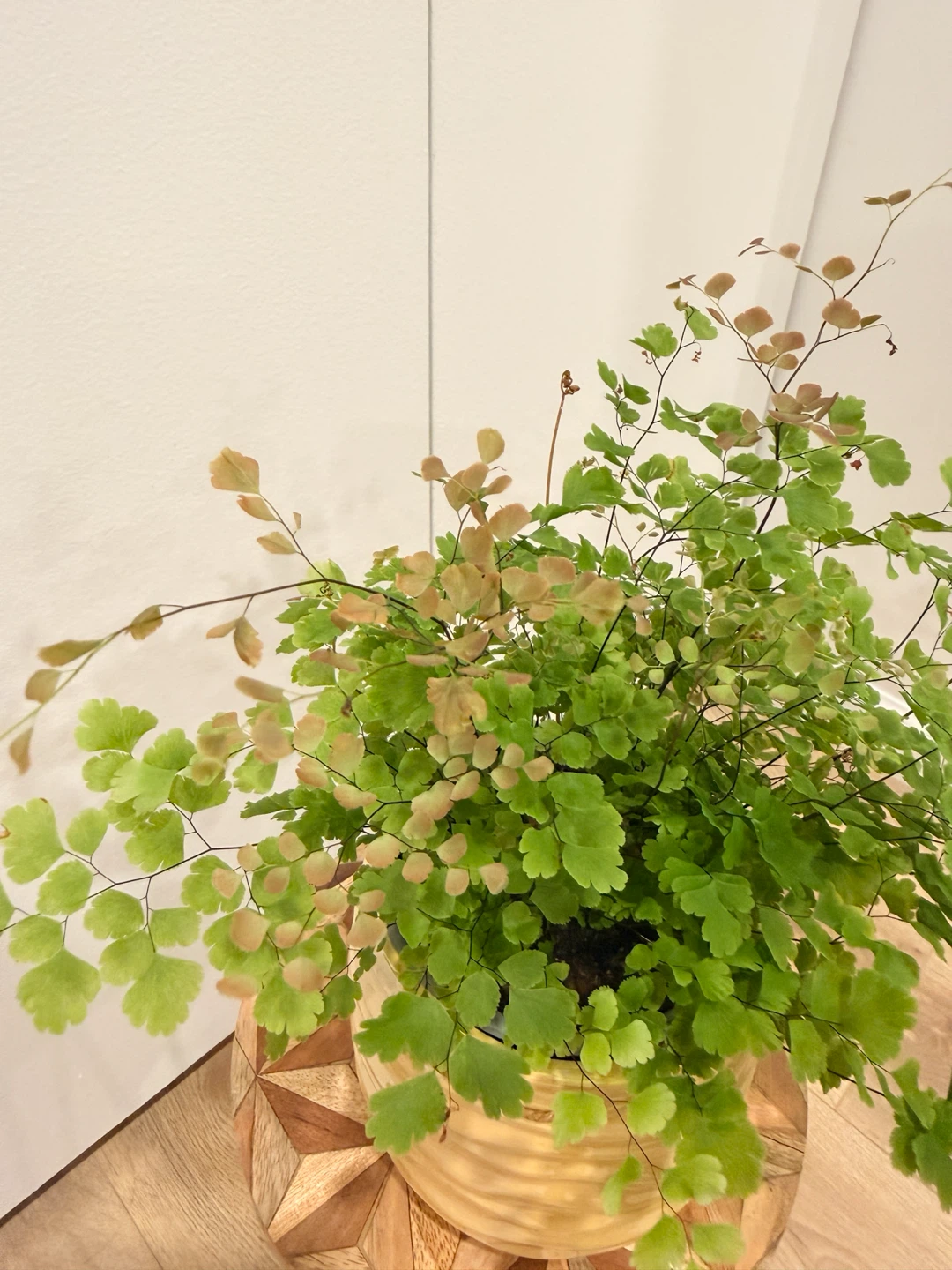 Rosy Maidenhair Fern🌸Pink New Growth | Healthy & Lush - photo 2