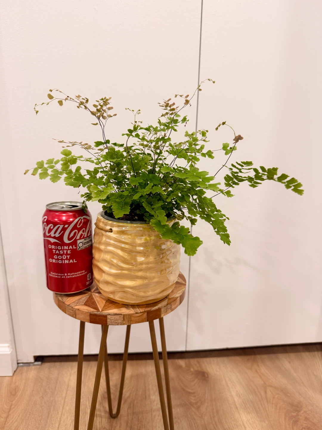 Rosy Maidenhair Fern🌸Pink New Growth | Healthy & Lush - photo 3