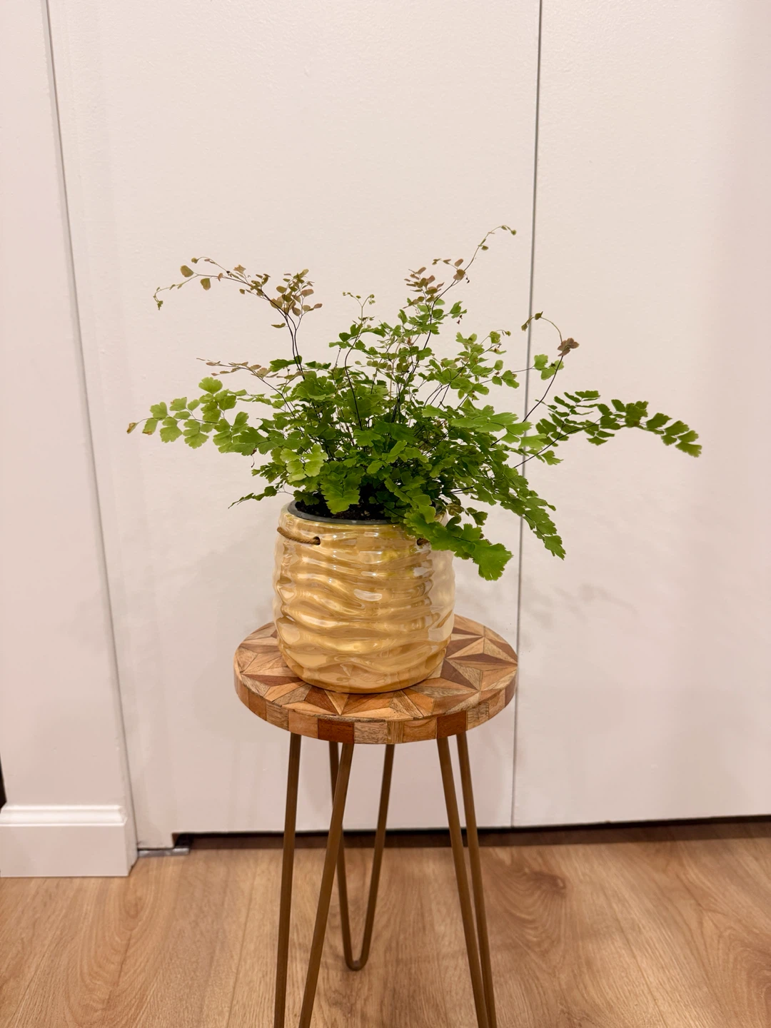 Rosy Maidenhair Fern🌸Pink New Growth | Healthy & Lush - photo 4