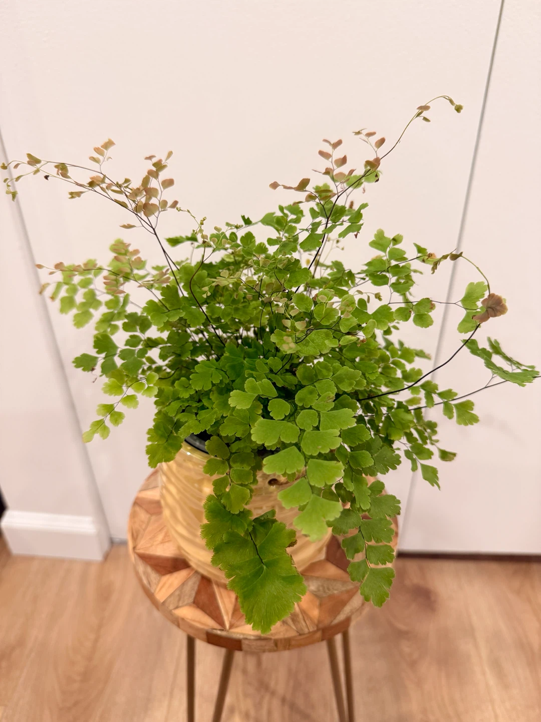 Rosy Maidenhair Fern🌸Pink New Growth | Healthy & Lush - photo 5