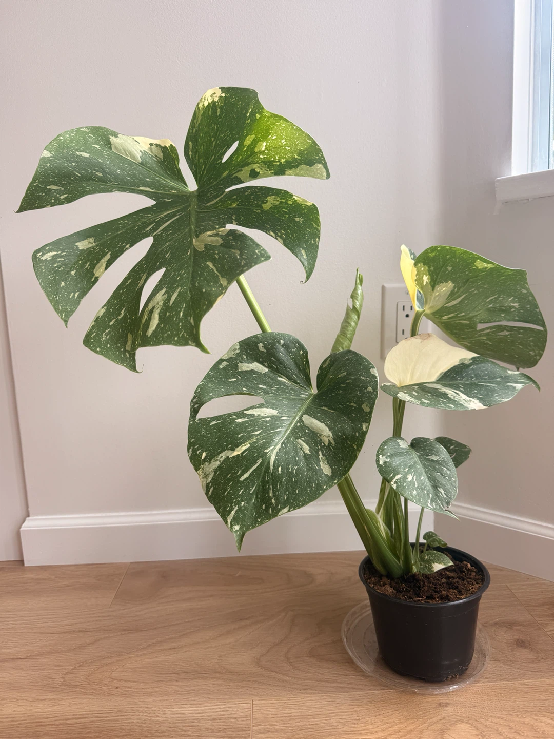 Stunning Monstera Thai Constellation 🪴