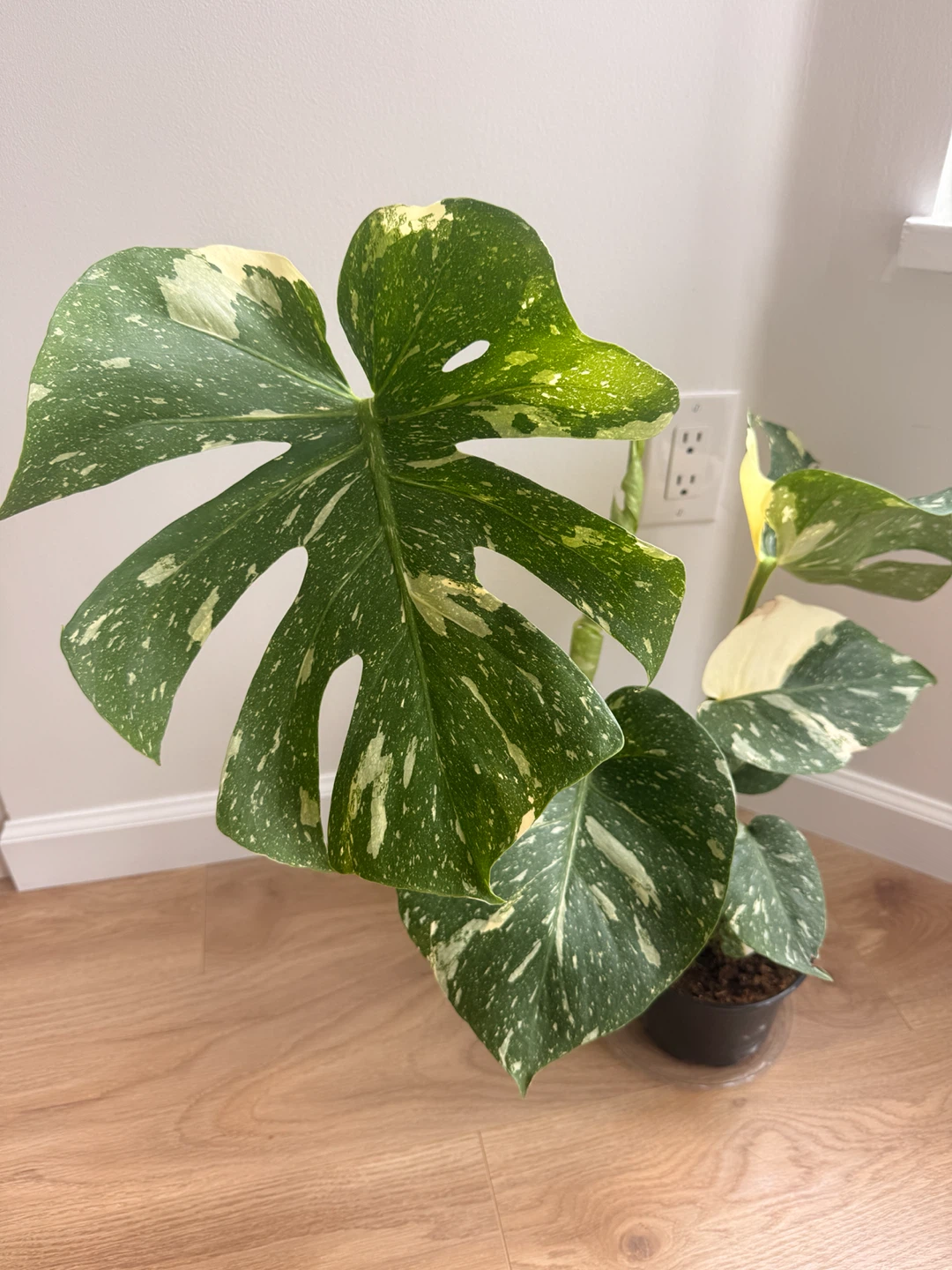 Stunning Monstera Thai Constellation 🪴 - photo 2