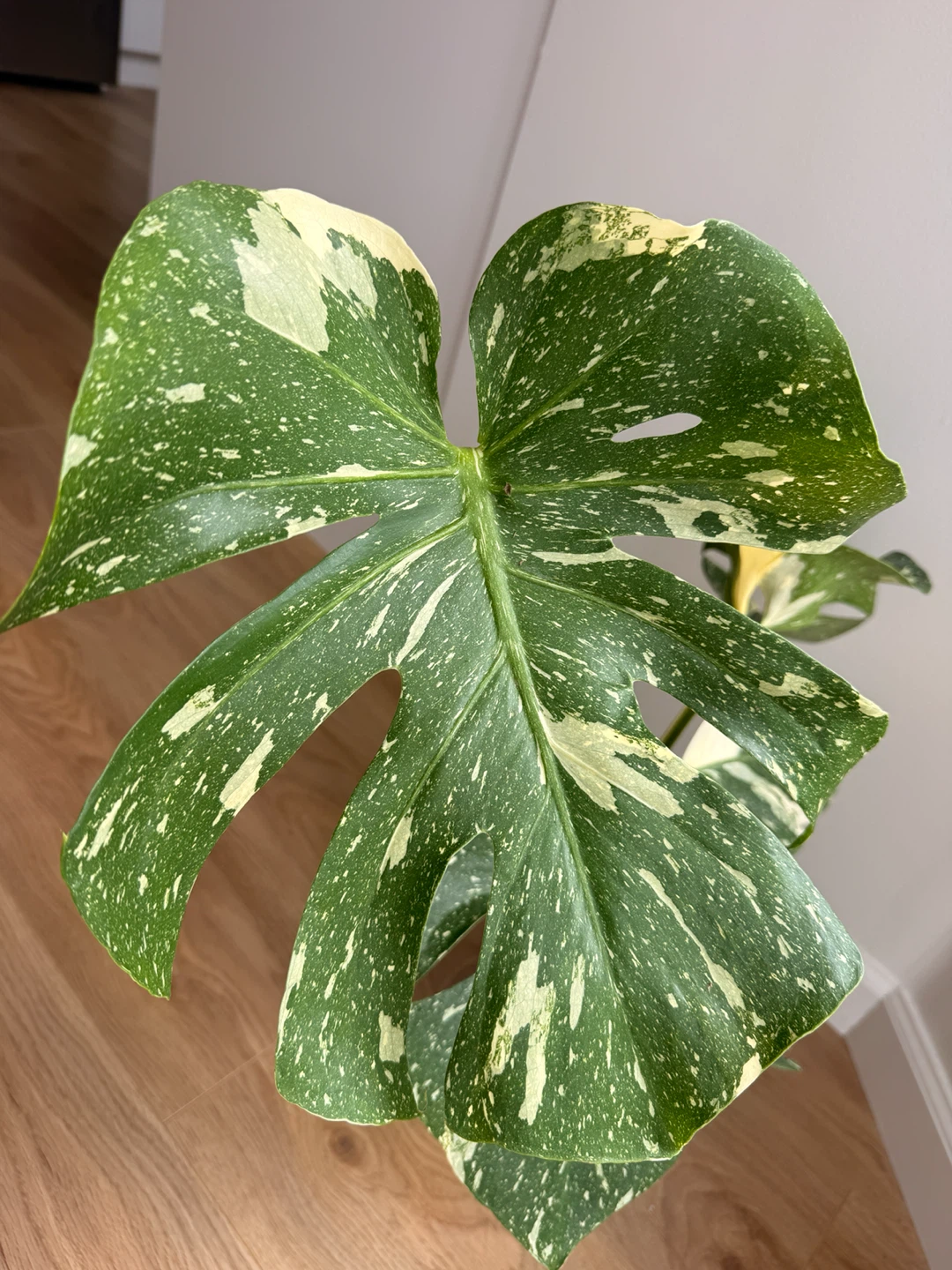 Stunning Monstera Thai Constellation 🪴 - photo 3