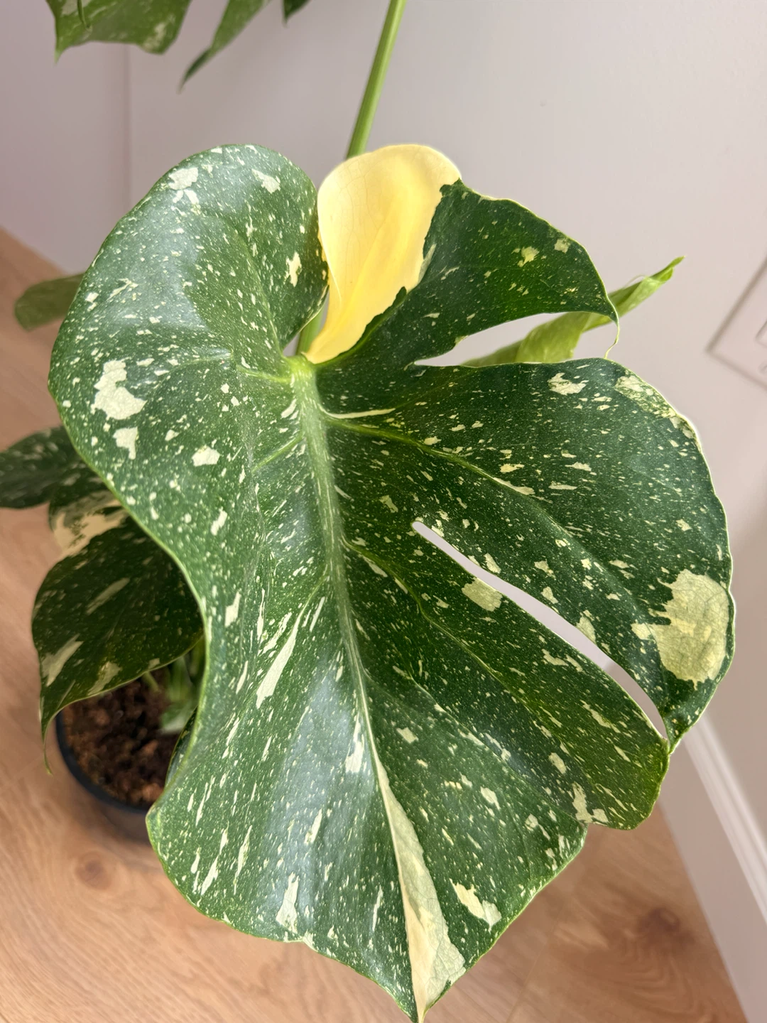 Stunning Monstera Thai Constellation 🪴 - photo 4
