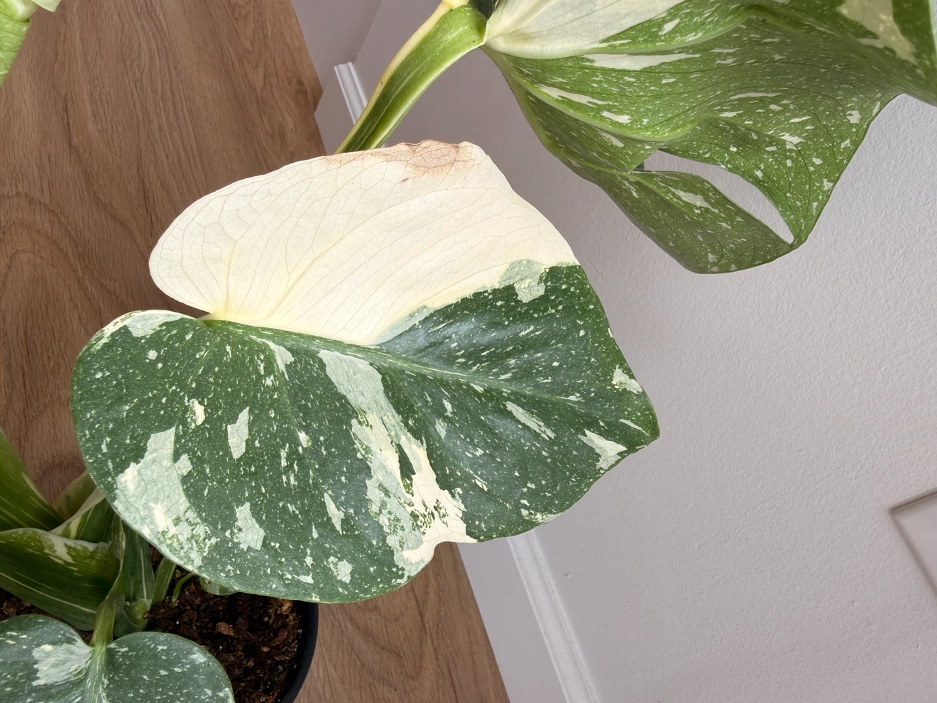 Stunning Monstera Thai Constellation 🪴 - photo 5