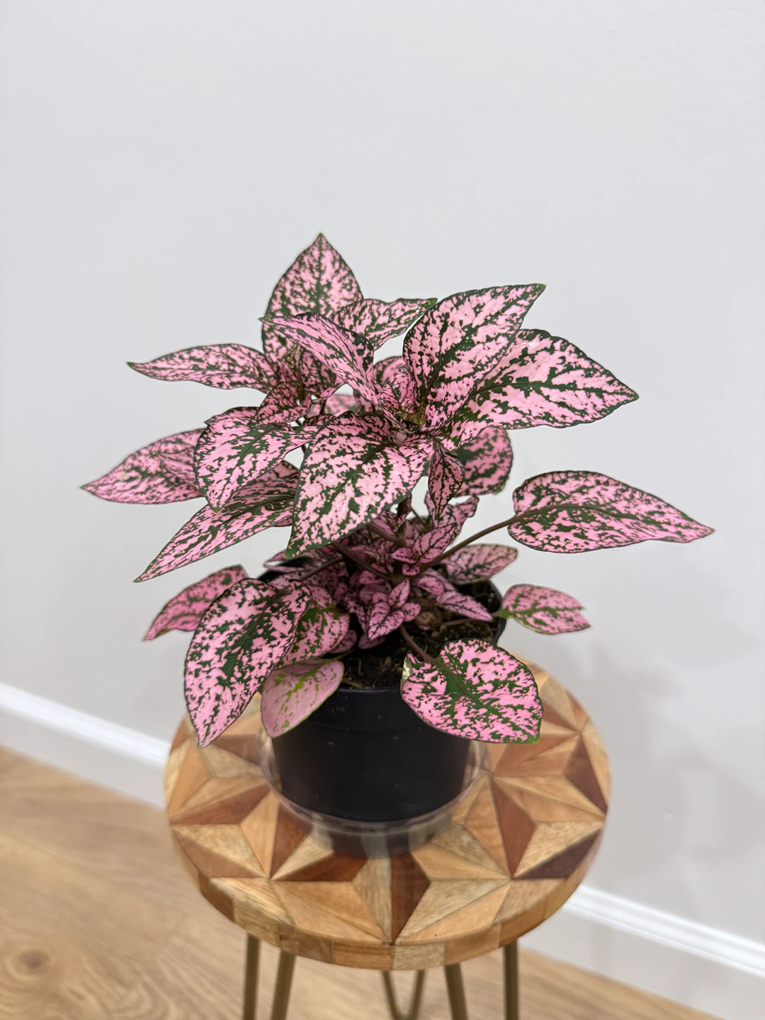 🌸Pink Polka Dot Plant - Beautiful Indoor Houseplant