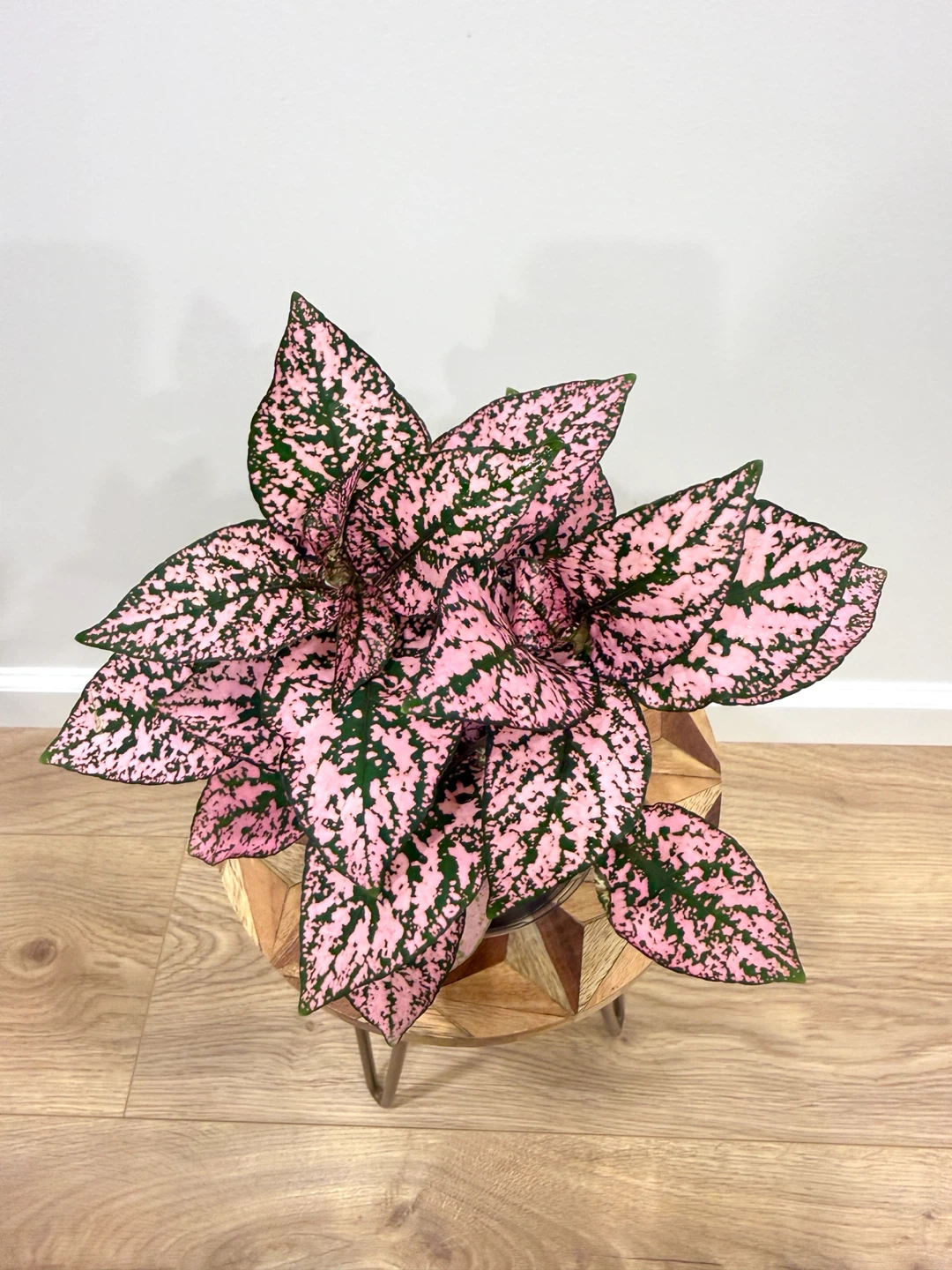 🌸Pink Polka Dot Plant - Beautiful Indoor Houseplant - photo 2