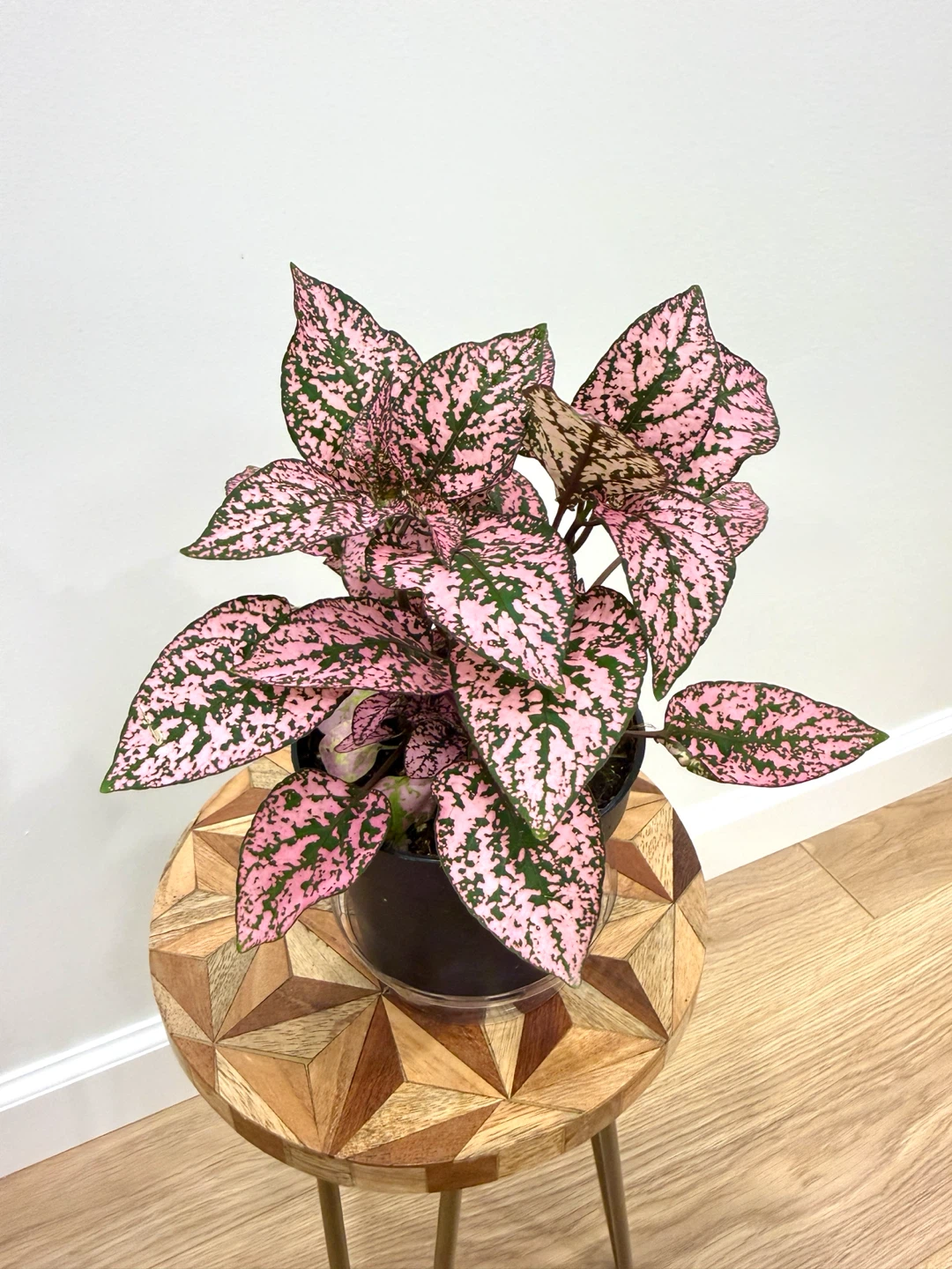 🌸Pink Polka Dot Plant - Beautiful Indoor Houseplant - photo 3