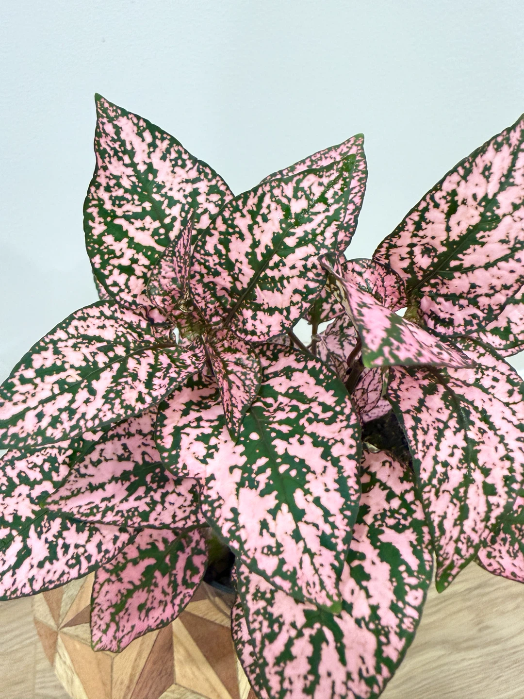 🌸Pink Polka Dot Plant - Beautiful Indoor Houseplant - photo 4