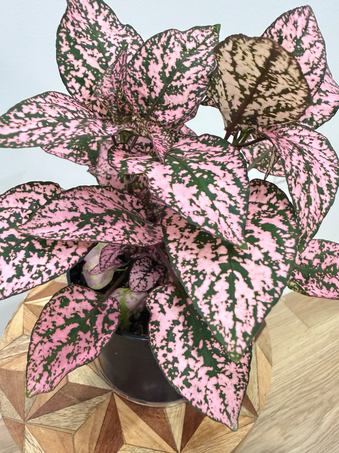 🌸Pink Polka Dot Plant - Beautiful Indoor Houseplant - photo 5