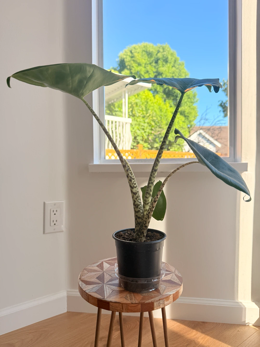 Tiger Elephant Ear Plant (Alocasia Zebrina) 🪴