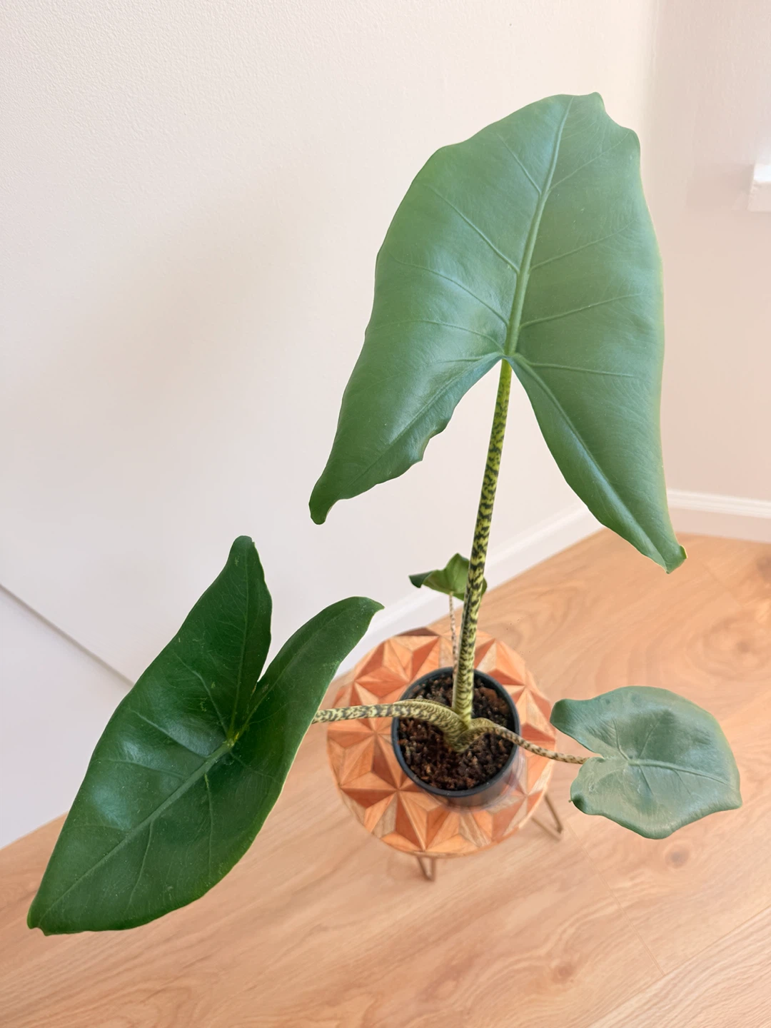 Tiger Elephant Ear Plant (Alocasia Zebrina) 🪴 - photo 2