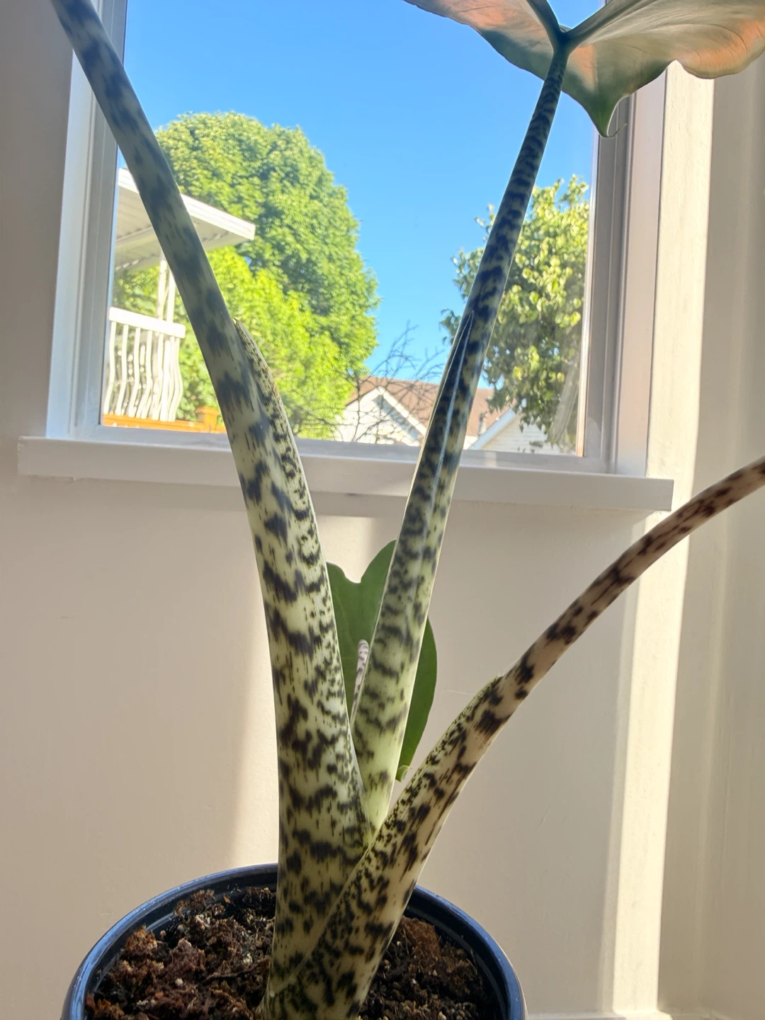 Tiger Elephant Ear Plant (Alocasia Zebrina) 🪴 - photo 3
