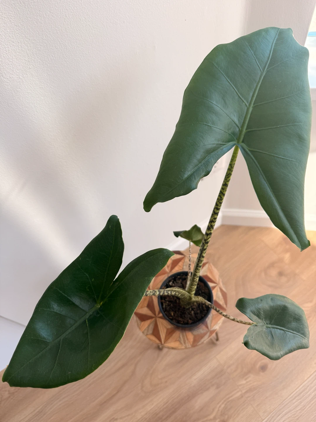 Tiger Elephant Ear Plant (Alocasia Zebrina) 🪴 - photo 4