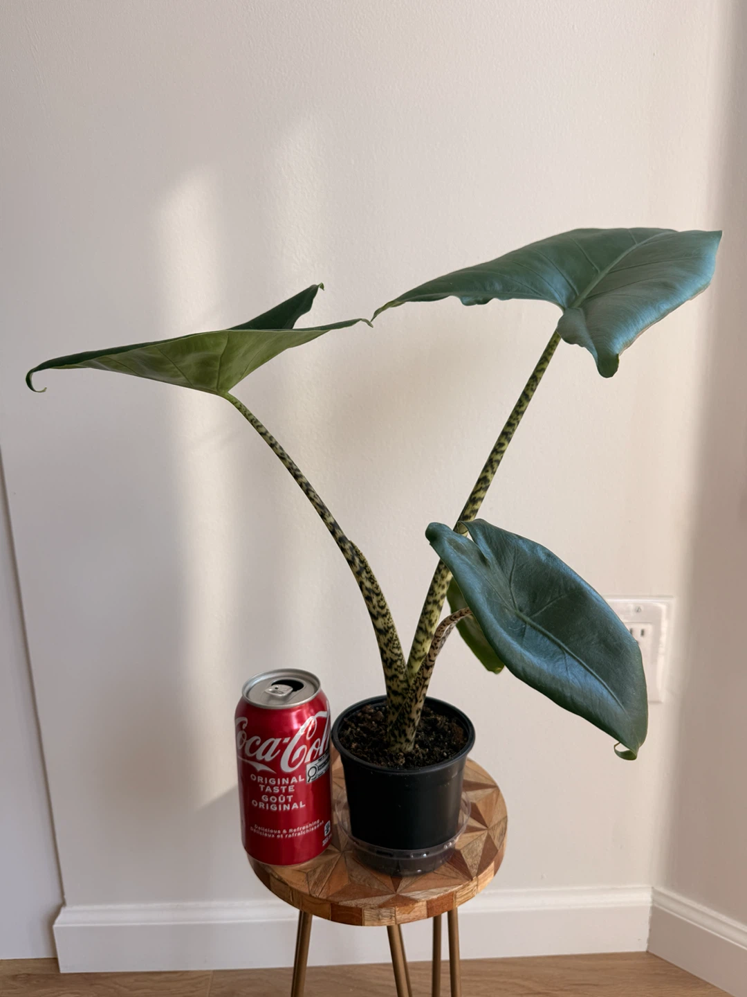 Tiger Elephant Ear Plant (Alocasia Zebrina) 🪴 - photo 5