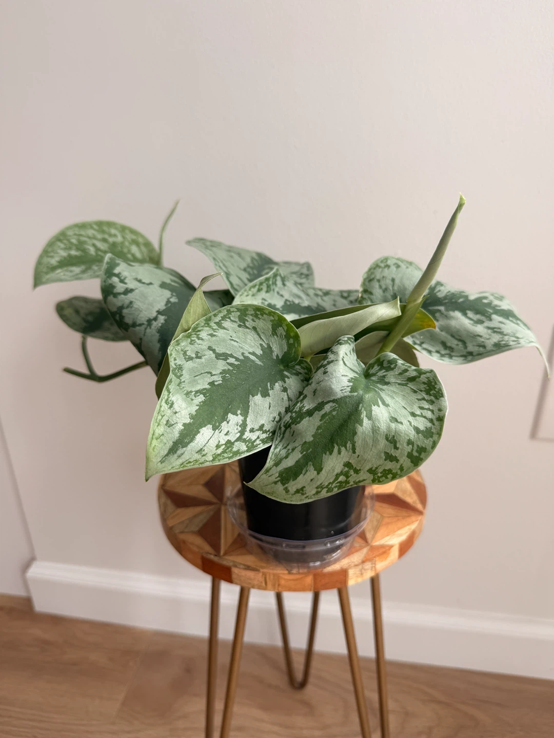 🌿Large Silver Satin Pothos (Scindapsus Exotica)