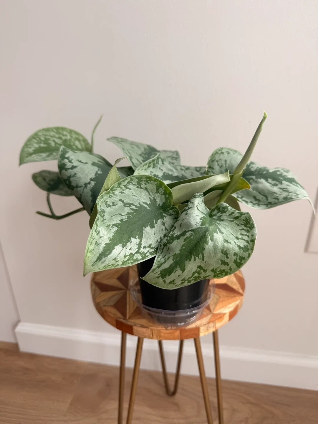 🌿Large Silver Satin Pothos (Scindapsus Exotica)