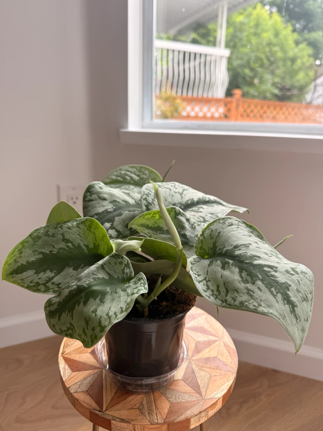 🌿Large Silver Satin Pothos (Scindapsus Exotica) - photo 2