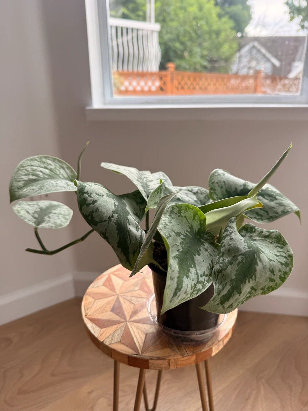 🌿Large Silver Satin Pothos (Scindapsus Exotica) - photo 3