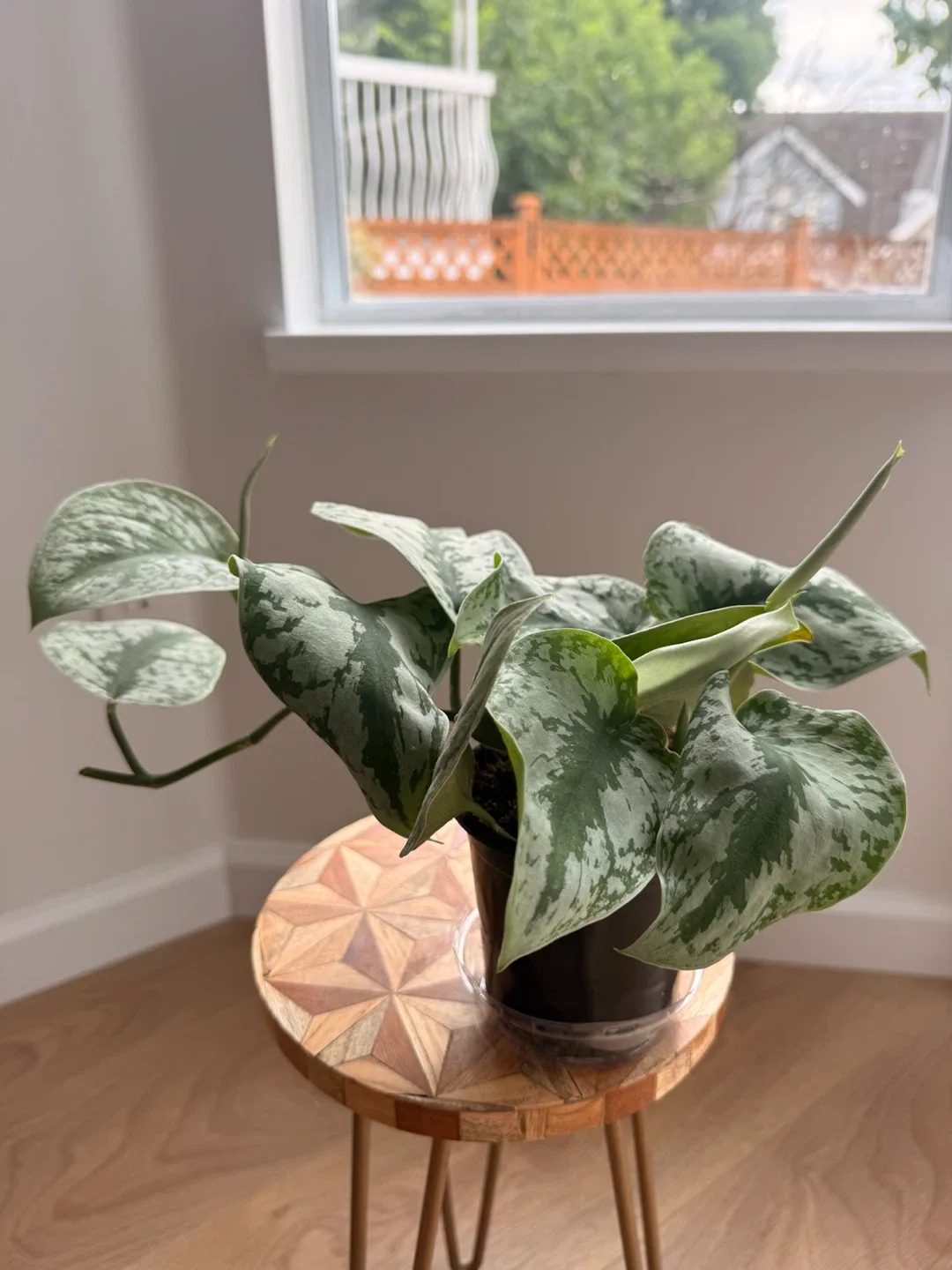 🌿Large Silver Satin Pothos (Scindapsus Exotica) - photo 3