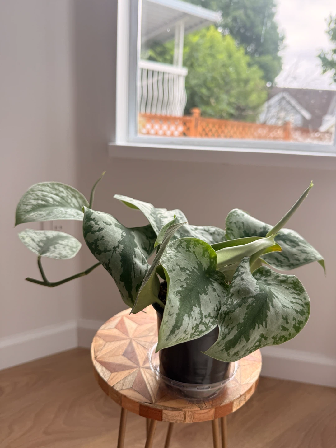 🌿Large Silver Satin Pothos (Scindapsus Exotica) - photo 4