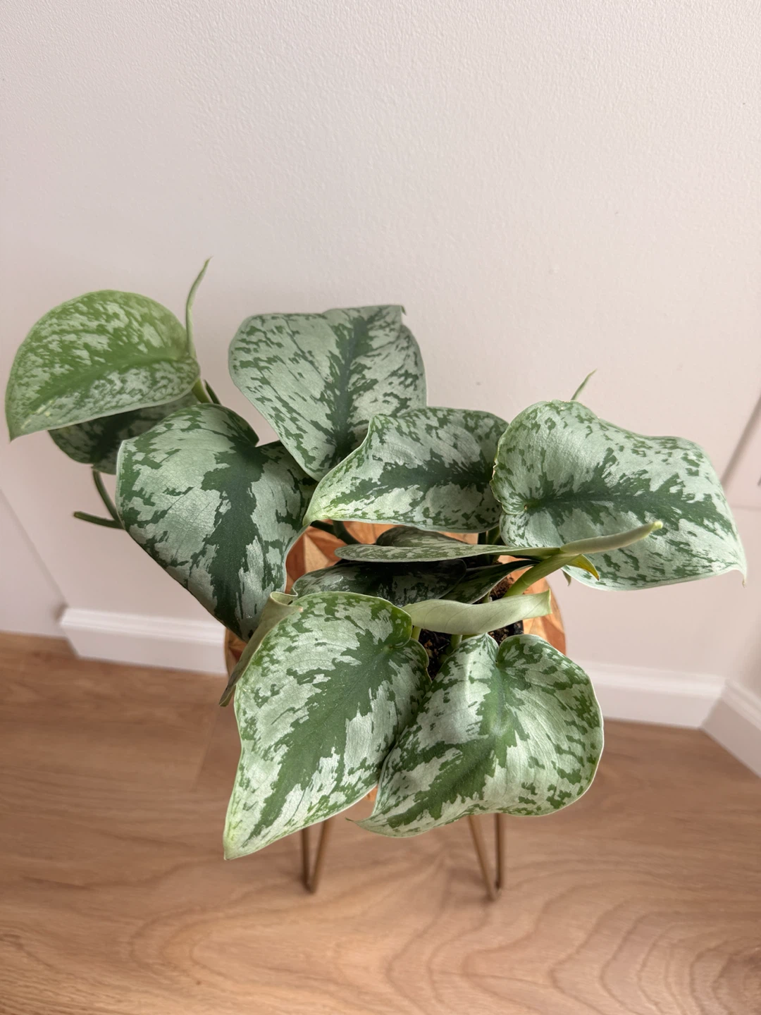 🌿Large Silver Satin Pothos (Scindapsus Exotica) - photo 5