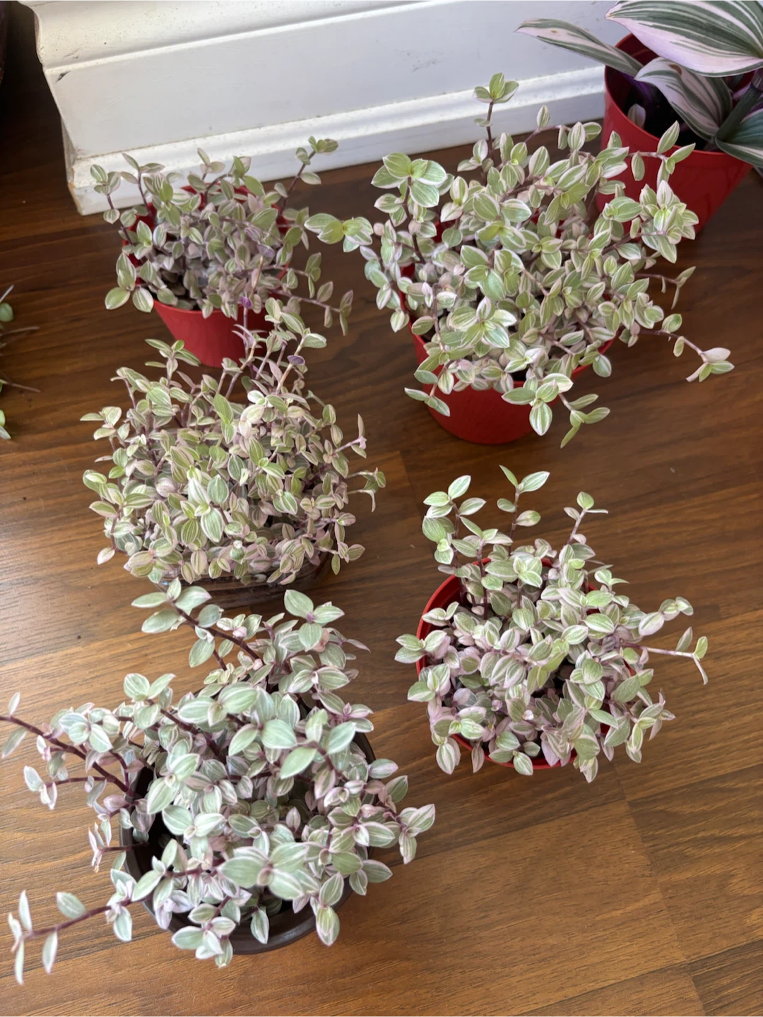 Small Potted Plants - photo 2