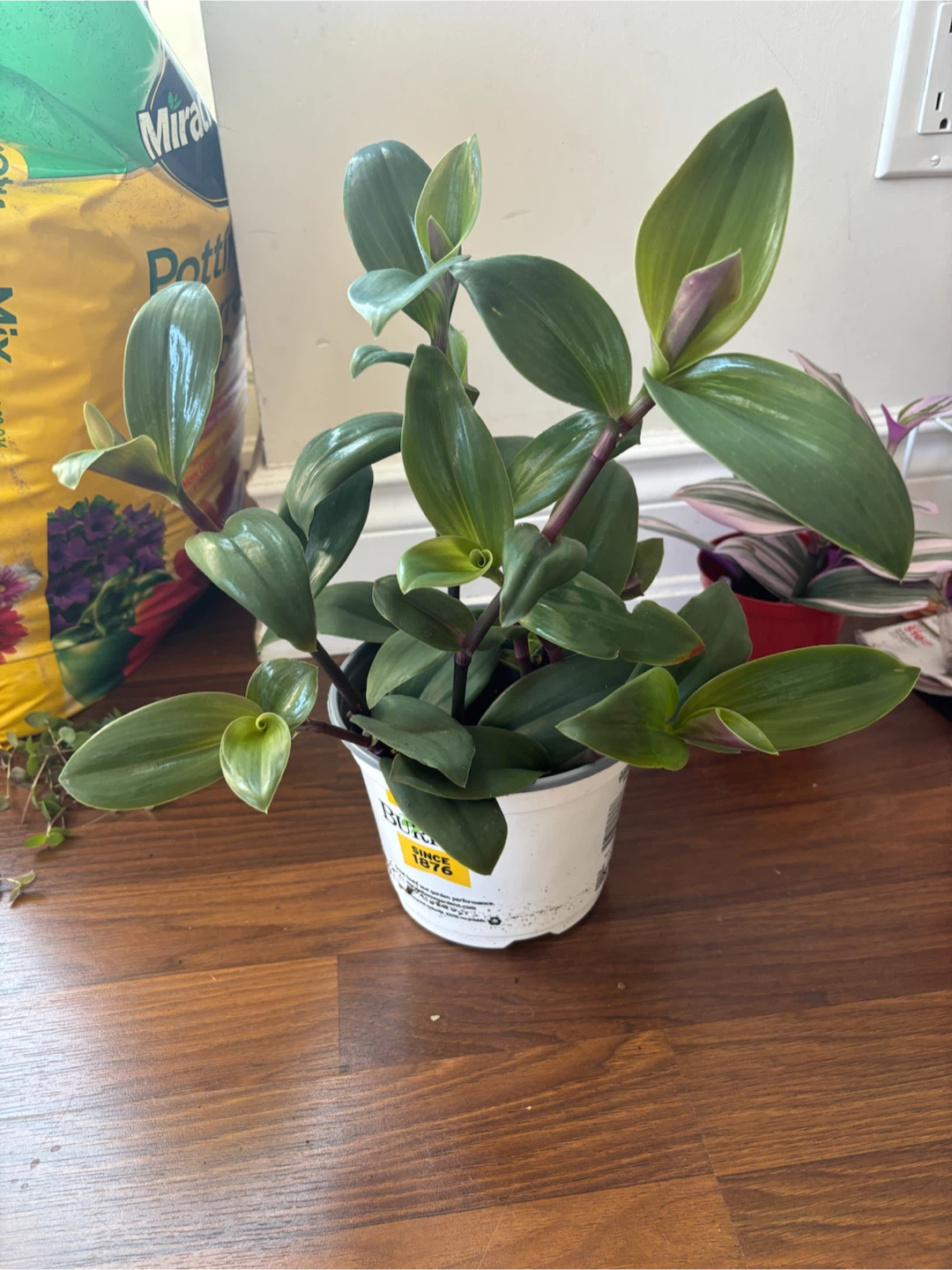Small Potted Plants - photo 3