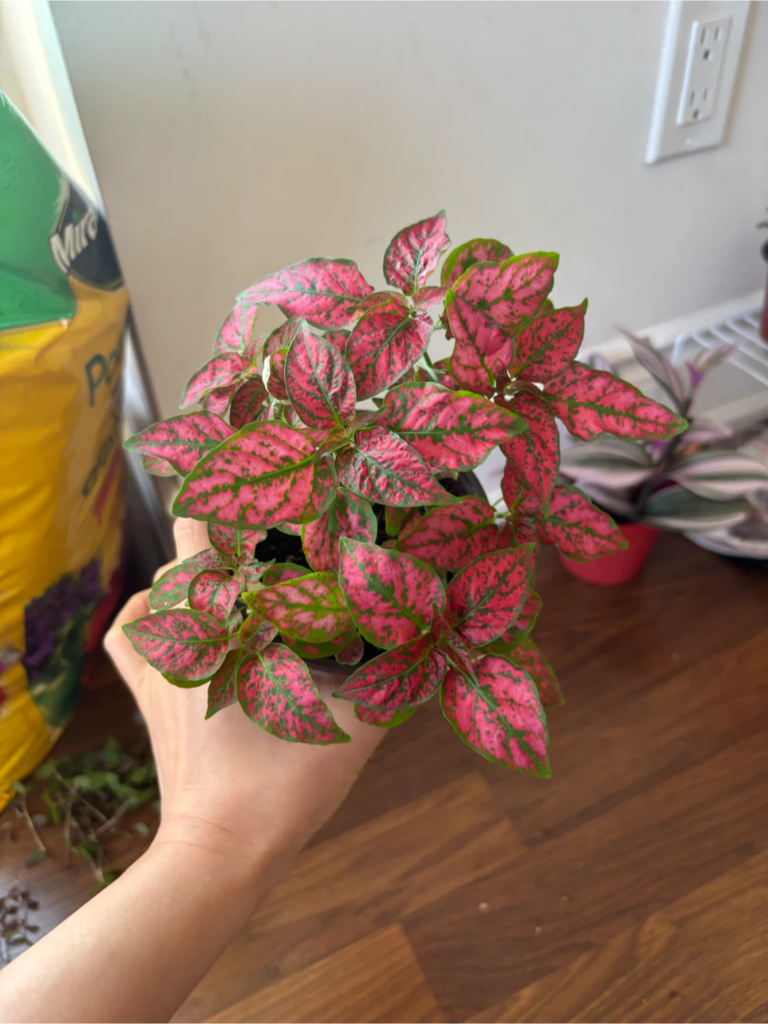 Small Potted Plants - photo 4