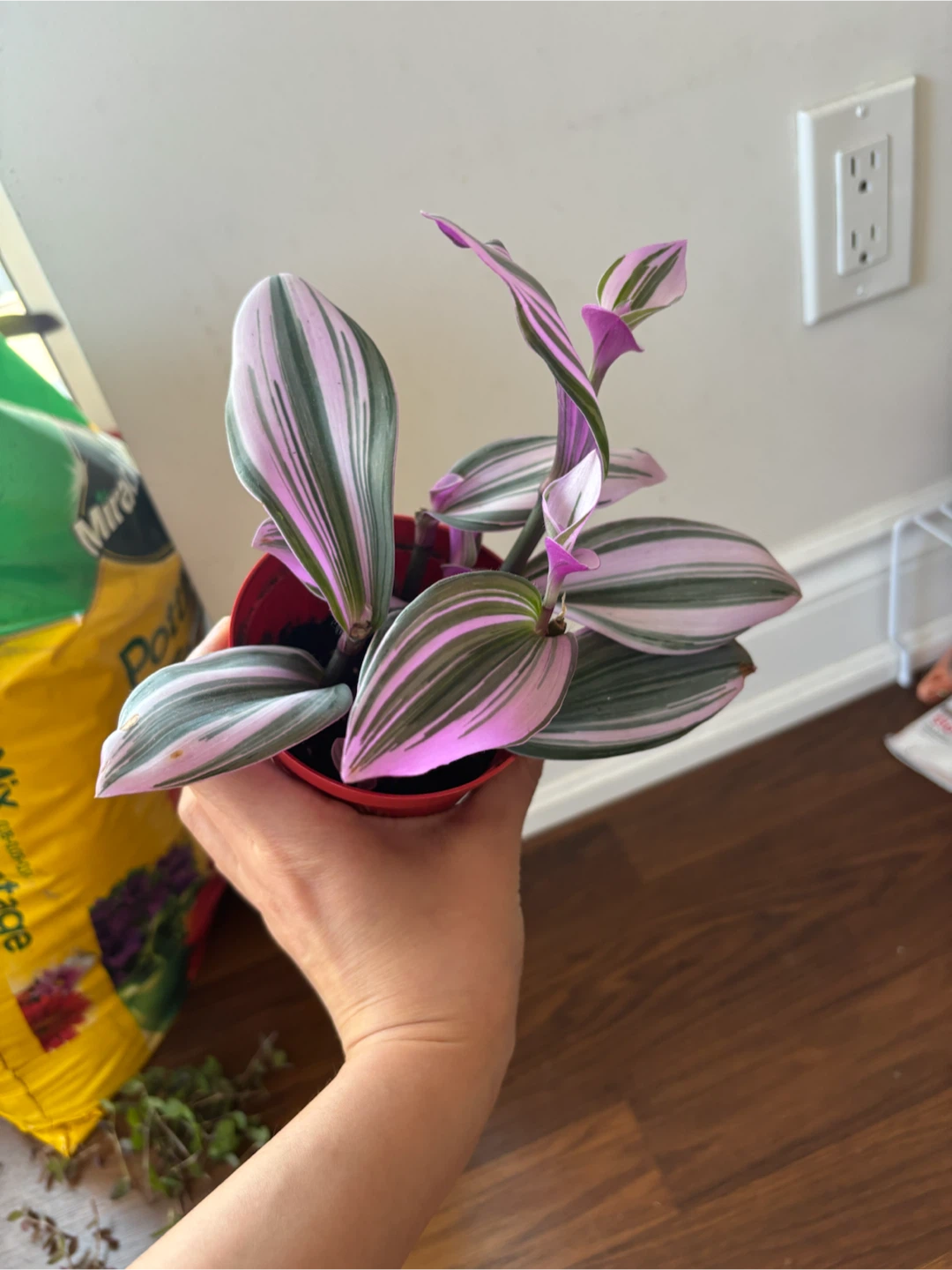 Small Potted Plants