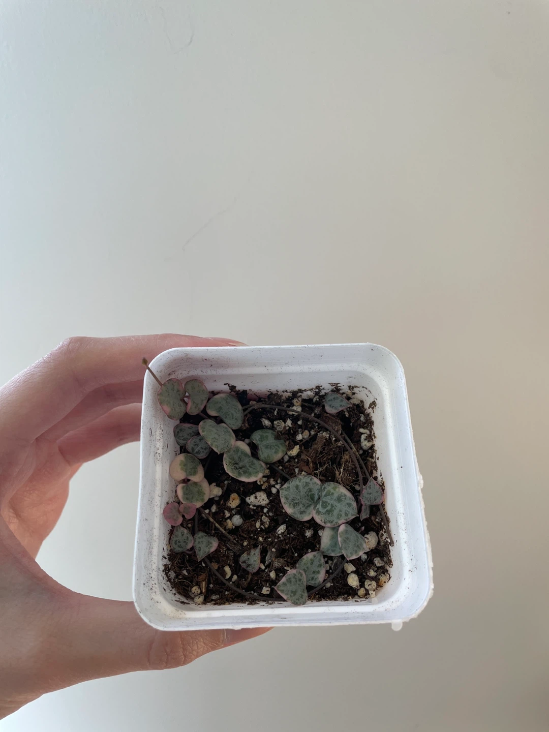 Variegated string of hearts