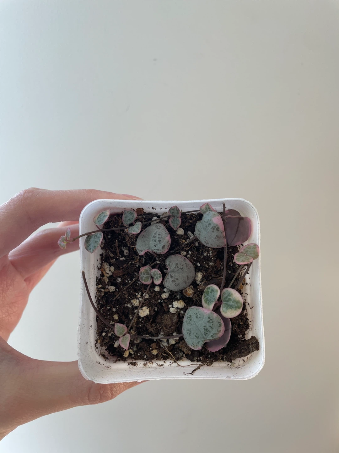 Variegated string of hearts - photo 2