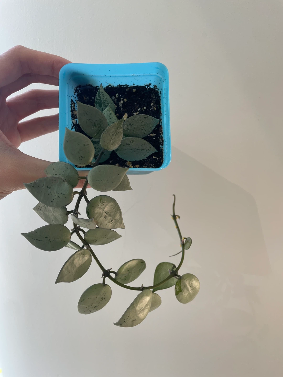 Hoya Krohniana Super Silver