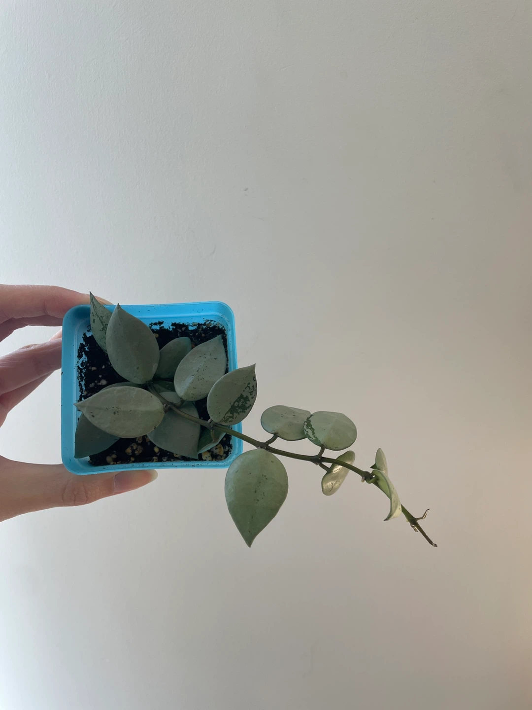 Hoya Krohniana Super Silver - photo 3