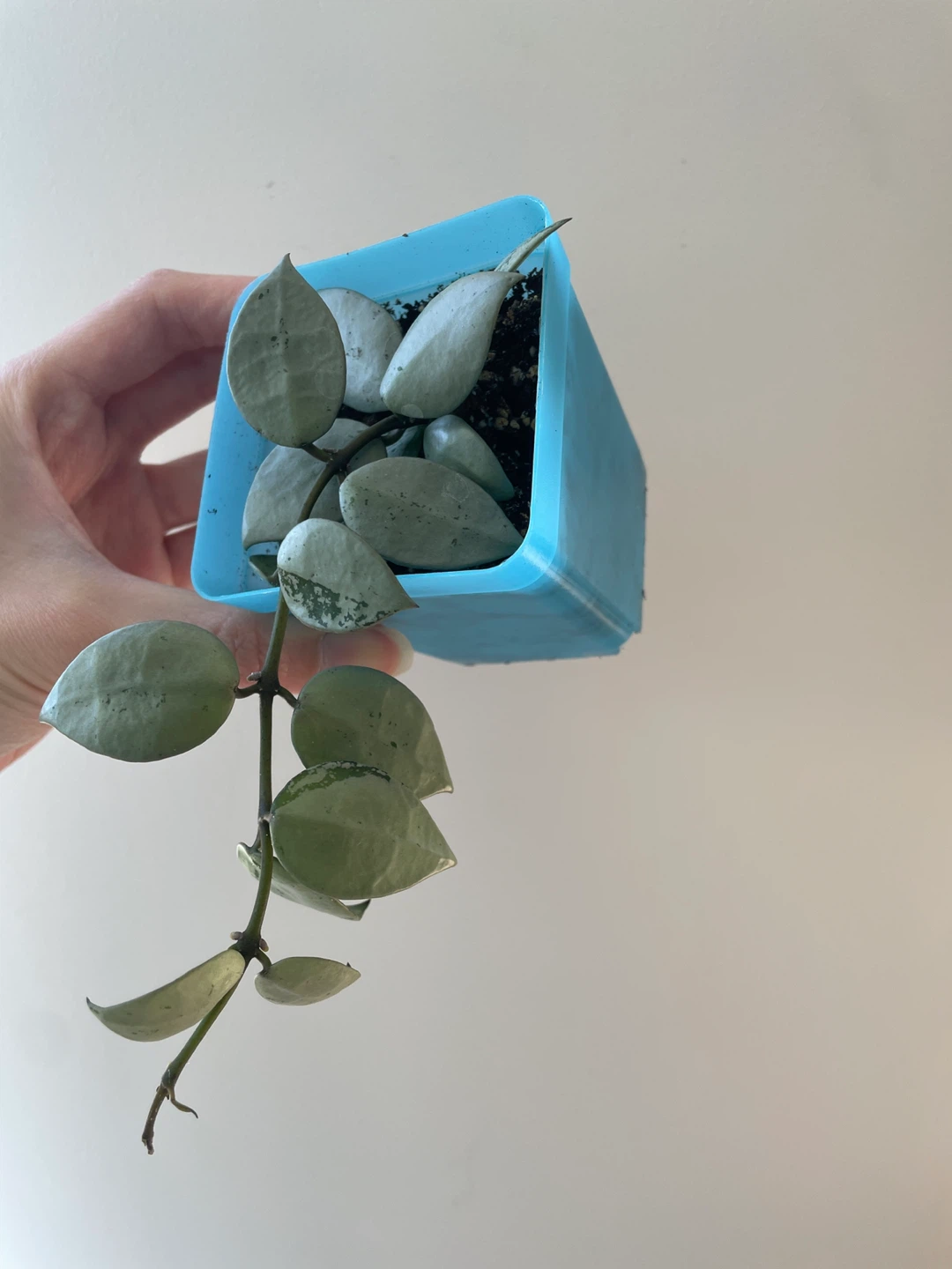 Hoya Krohniana Super Silver - photo 4